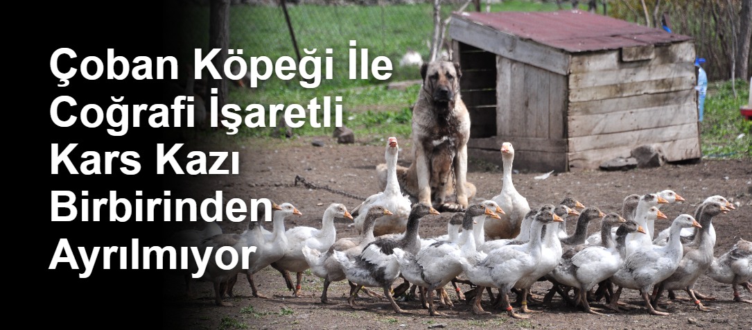 Çoban Köpeği İle Coğrafi İşaretli Kars Kazı Birbirinden Ayrılmıyor