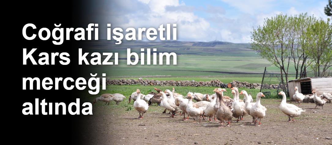 Coğrafi işaretli Kars kazı bilim merceği altında
