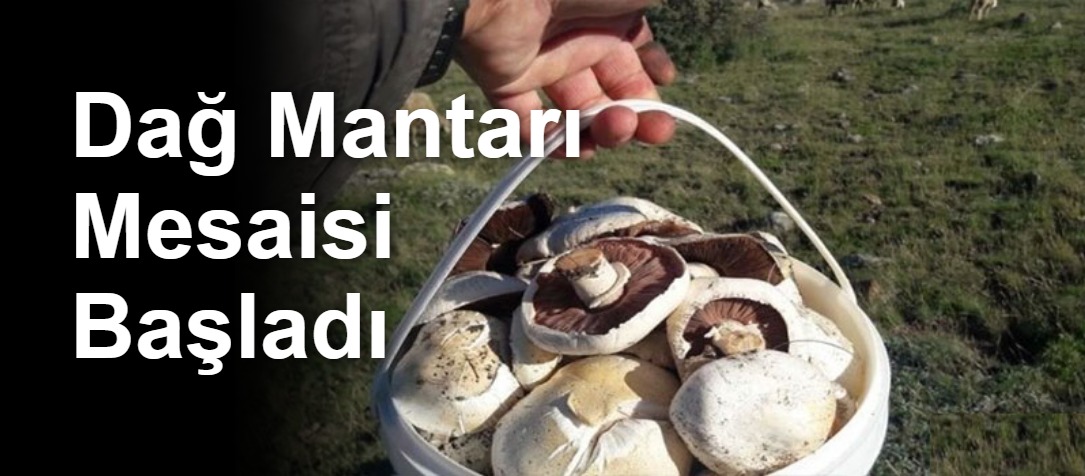 Dağ Mantarı Mesaisi Başladı