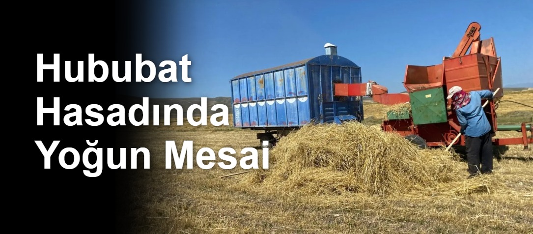 Hububat Hasadında Yoğun Mesai