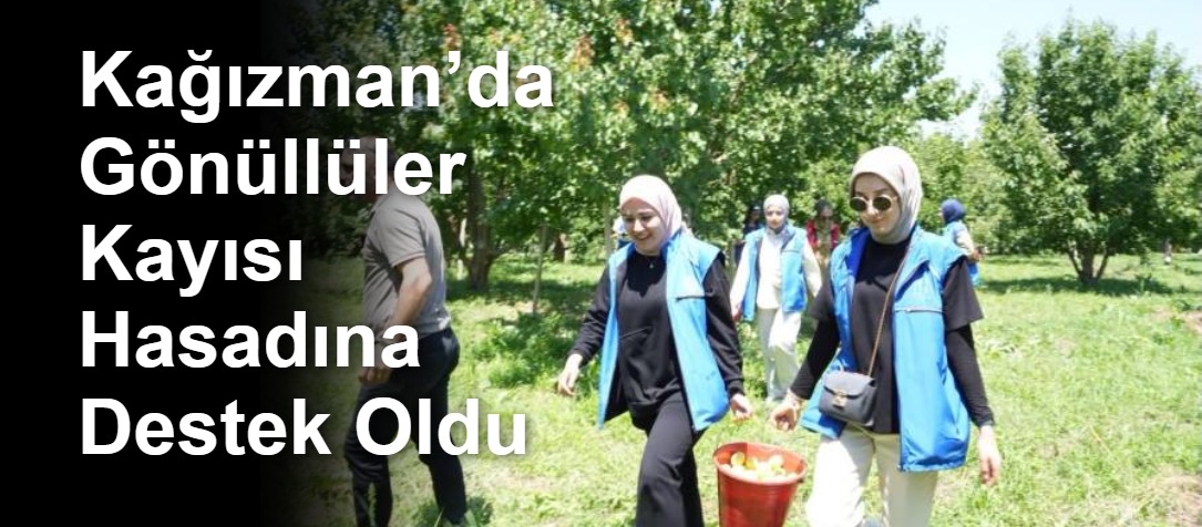 Kağızman’da Gönüllüler Kayısı Hasadına Destek Oldu