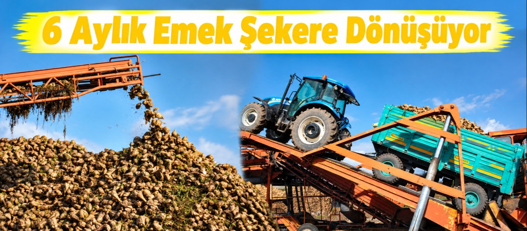 Kars’ın Bereketli Topraklarında 6 Aylık Emek Şekere Dönüşüyor