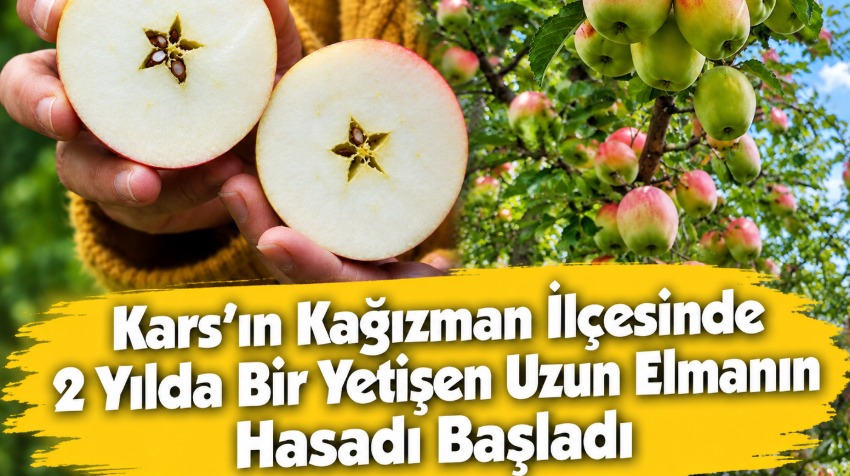 Kars’ın Kağızman İlçesinde 2 Yılda Bir Yetişen Uzun Elmanın Hasadı Başladı