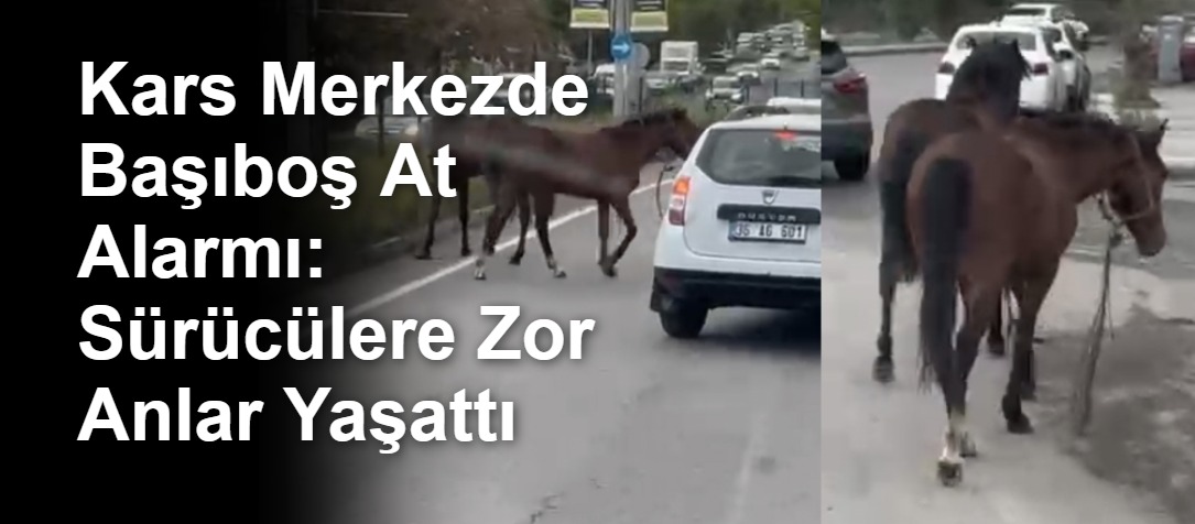 Kars Merkezde Başıboş At Alarmı: Sürücülere Zor Anlar Yaşattı