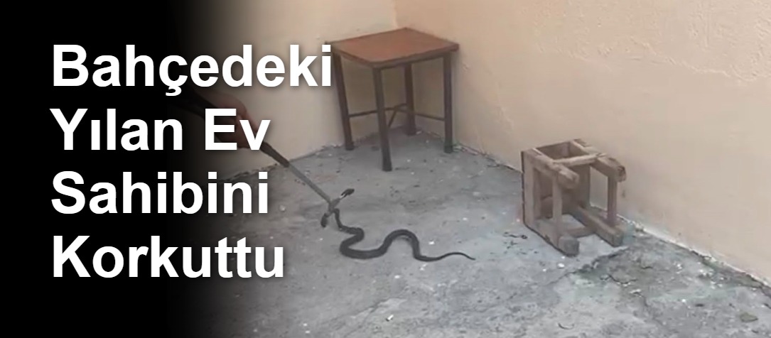 Bahçedeki Yılan Ev Sahibini Korkuttu