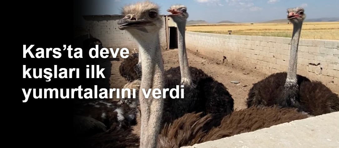 Kars’ta deve kuşları ilk yumurtalarını verdi