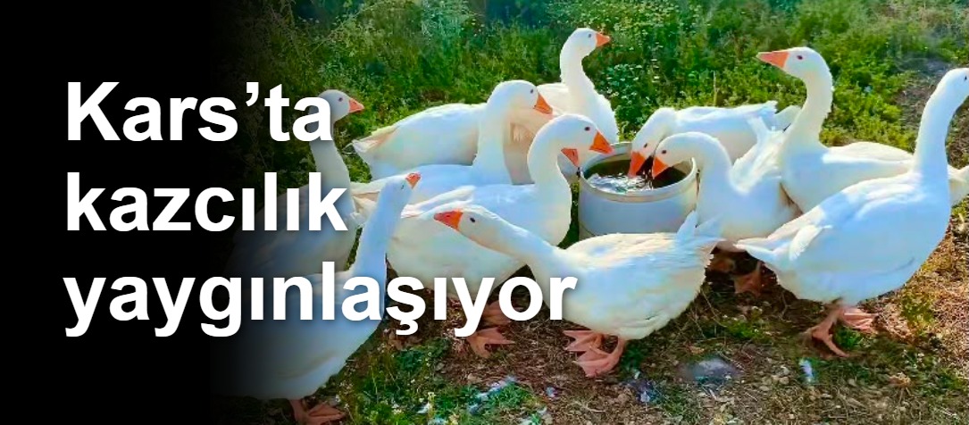 Kars’ta kazcılık yaygınlaşıyor