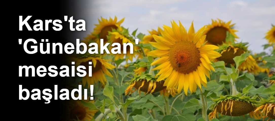 Kars'ta 'Günebakan' mesaisi başladı!