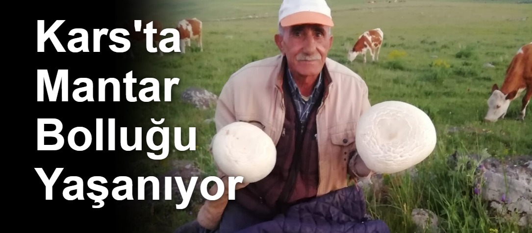 Kars'ta Mantar Bolluğu Yaşanıyor