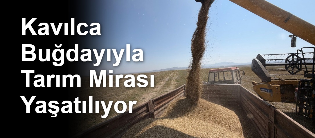 Kavılca Buğdayıyla Tarım Mirası Yaşatılıyor