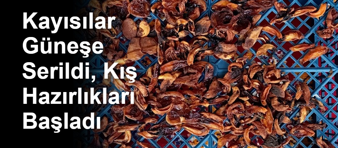 Kayısılar Güneşe Serildi, Kış Hazırlıkları Başladı
