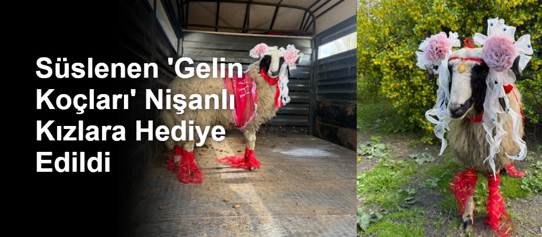 Süslenen 'Gelin Koçları' Nişanlı Kızlara Hediye Edildi