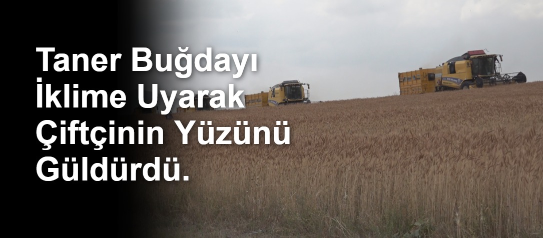 Taner Buğdayı İklime Uyarak Çiftçinin Yüzünü Güldürdü.