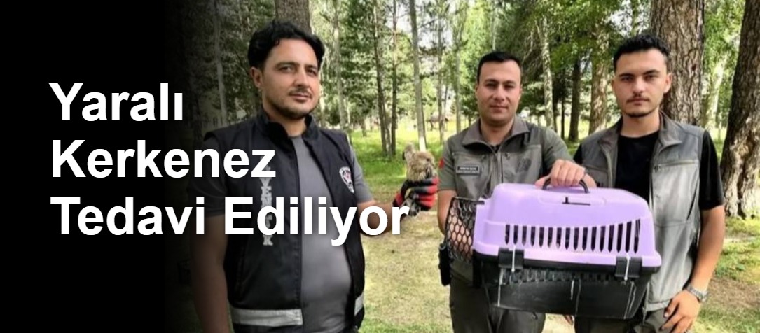 Yaralı Kerkenez Tedavi Ediliyor