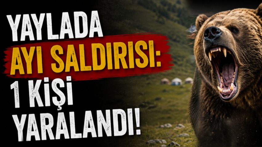 Yaylada Ayı Saldırısı: 1 Kişi Yaralandı